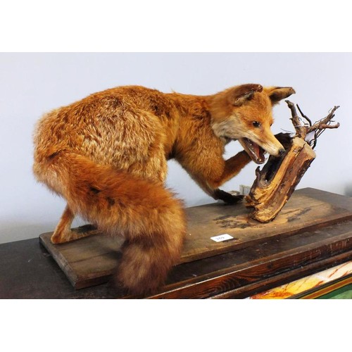 359 - ADULT TAXIDERMY FOX