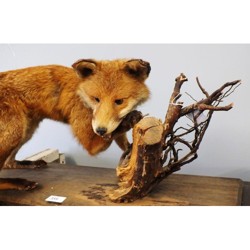 359 - ADULT TAXIDERMY FOX