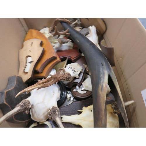 547 - JOBLOT OF TAXIDERMY WILD BEAR TUSKS ON SHIELDS AND ROE DEER ANTLERS ON SHIELDS ETC