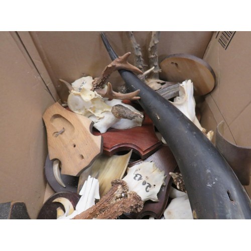 547 - JOBLOT OF TAXIDERMY WILD BEAR TUSKS ON SHIELDS AND ROE DEER ANTLERS ON SHIELDS ETC