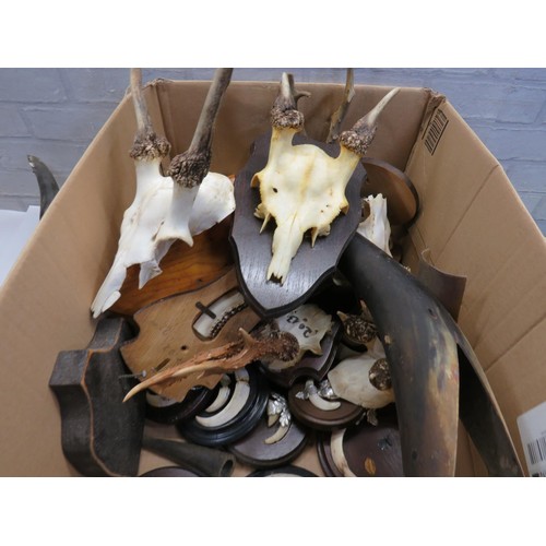 547 - JOBLOT OF TAXIDERMY WILD BEAR TUSKS ON SHIELDS AND ROE DEER ANTLERS ON SHIELDS ETC