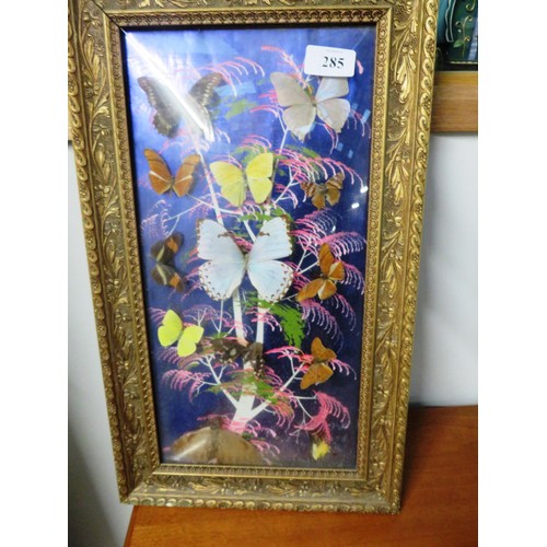 285 - LARGE TAXIDERMY BUTTERLY DISPLAY IN GLASS GILT FRAME