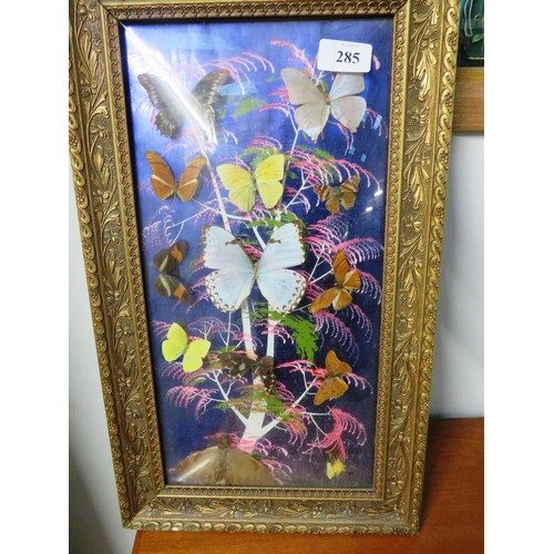 285 - LARGE TAXIDERMY BUTTERLY DISPLAY IN GLASS GILT FRAME