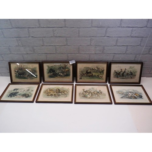 144 - SET OF EIGHT ANTIQUE HAND COLOURED ANIMAL PRINTS- J.STEWART INCLUDES WILD BOAR, SEA LIONS ETC