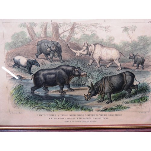 144 - SET OF EIGHT ANTIQUE HAND COLOURED ANIMAL PRINTS- J.STEWART INCLUDES WILD BOAR, SEA LIONS ETC