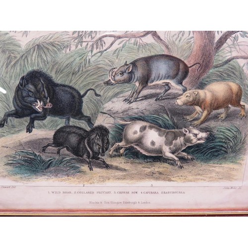 144 - SET OF EIGHT ANTIQUE HAND COLOURED ANIMAL PRINTS- J.STEWART INCLUDES WILD BOAR, SEA LIONS ETC