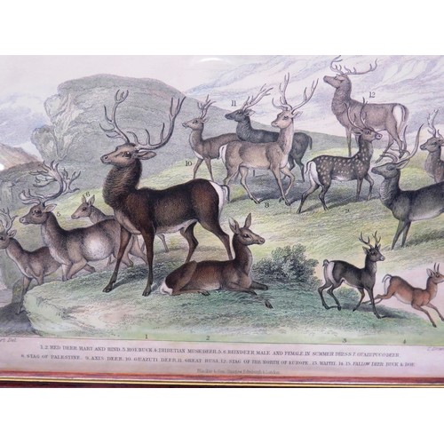 144 - SET OF EIGHT ANTIQUE HAND COLOURED ANIMAL PRINTS- J.STEWART INCLUDES WILD BOAR, SEA LIONS ETC