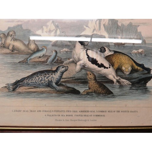 144 - SET OF EIGHT ANTIQUE HAND COLOURED ANIMAL PRINTS- J.STEWART INCLUDES WILD BOAR, SEA LIONS ETC