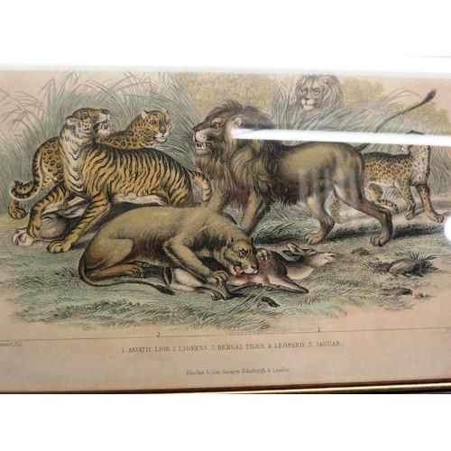 144 - SET OF EIGHT ANTIQUE HAND COLOURED ANIMAL PRINTS- J.STEWART INCLUDES WILD BOAR, SEA LIONS ETC