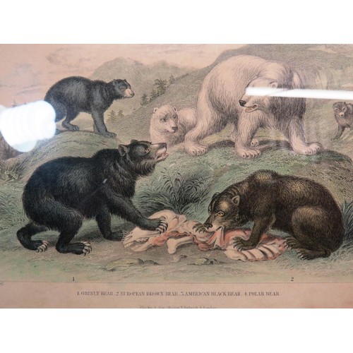 144 - SET OF EIGHT ANTIQUE HAND COLOURED ANIMAL PRINTS- J.STEWART INCLUDES WILD BOAR, SEA LIONS ETC