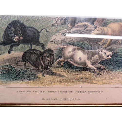 144 - SET OF EIGHT ANTIQUE HAND COLOURED ANIMAL PRINTS- J.STEWART INCLUDES WILD BOAR, SEA LIONS ETC