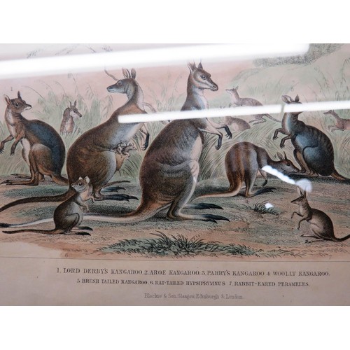 144 - SET OF EIGHT ANTIQUE HAND COLOURED ANIMAL PRINTS- J.STEWART INCLUDES WILD BOAR, SEA LIONS ETC