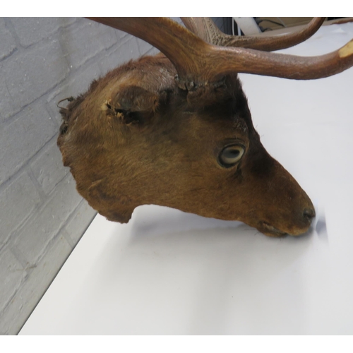 120 - RED DEER STAG TAXIDERMY HEAD