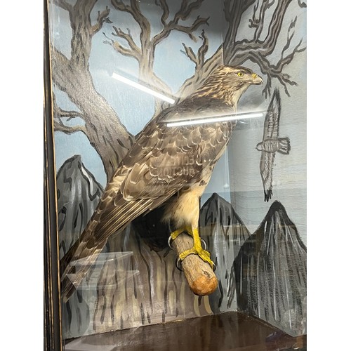 330 - TAXIDERMY HAWK BIRD OF PREY IN DECORATED WOODEN GLASS FRONTED DISPLAY CASE