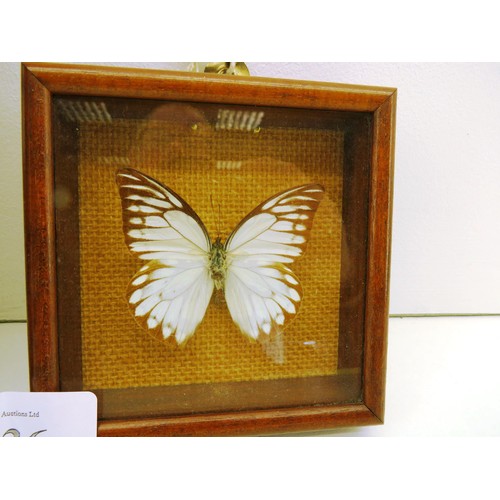 36 - SET OF FRAMED TAXIDERMY BUTTERFLIES