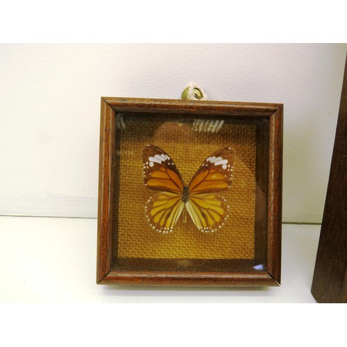 36 - SET OF FRAMED TAXIDERMY BUTTERFLIES