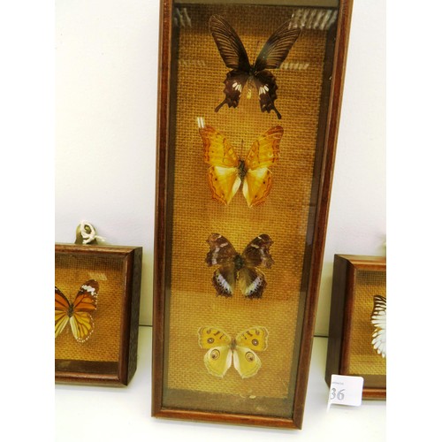 36 - SET OF FRAMED TAXIDERMY BUTTERFLIES