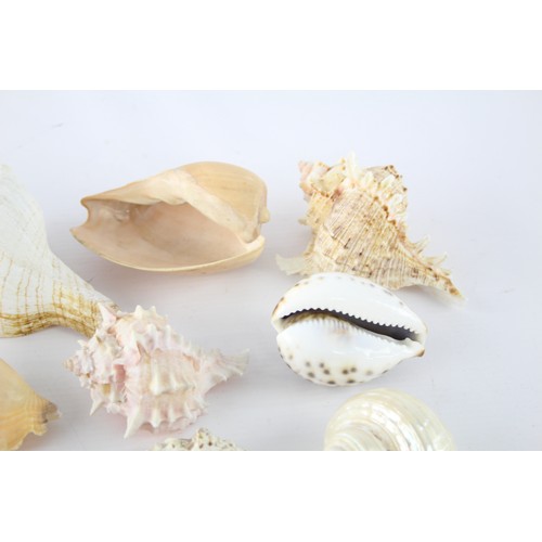 405 - Job Lot Of Assorted SHELLS Inc Tiger Cowrie Shell, Conch Etc