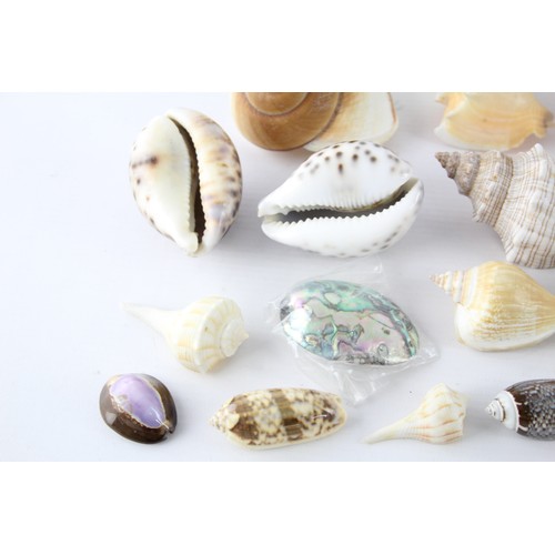 405 - Job Lot Of Assorted SHELLS Inc Tiger Cowrie Shell, Conch Etc