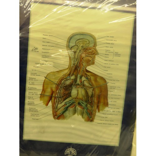 13 - FOUR FRANK NETTER HUMAN ANATOMY PRINTS