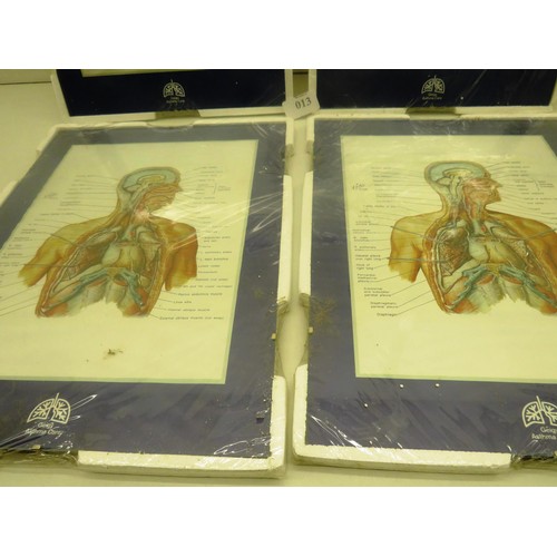 13 - FOUR FRANK NETTER HUMAN ANATOMY PRINTS