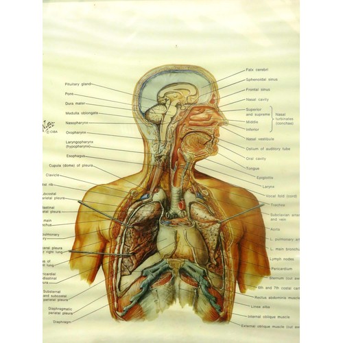 13 - FOUR FRANK NETTER HUMAN ANATOMY PRINTS