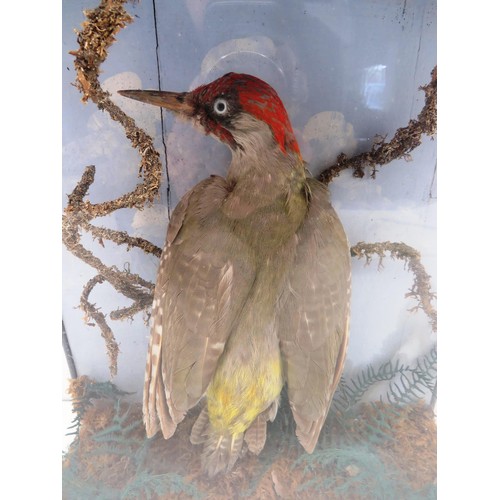 14 - 1920's TAXIDERMY WOODPECKER IN GLASS DISPLAY CASE