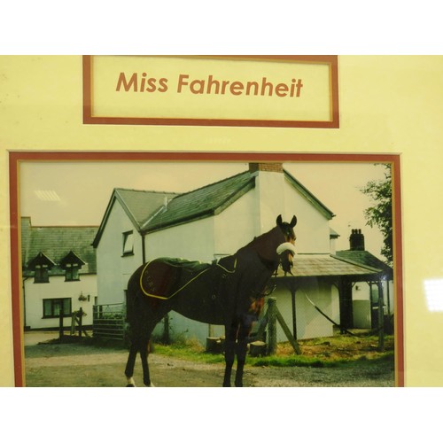 51 - FRAMED RACEHORSE MISS FAHRENHEIT PHOTOGRAPHS AND EPHEMERA COLLAGE 65cm x 52cm