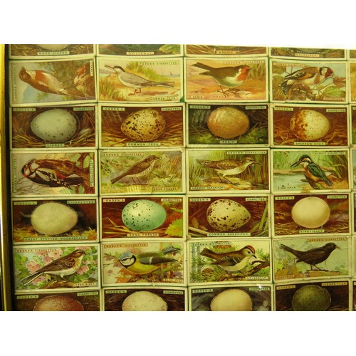 54 - FOUR PICTURES OF FRAMED CIGARETTE CARDS INCLUDES- OGDENS BIRDS AND EGGS, WILLS RAILWAY ENGINES, HORS... 