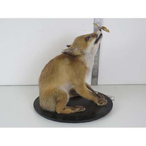 181 - EXCELLENT EXAMPLE OF A FOX CUB CATCHING A BUTTERFLY TAXIDERMY