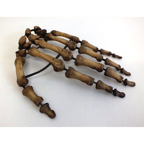 315 - GENUINE HUMAN HAND SKELETON CIRCA 1836