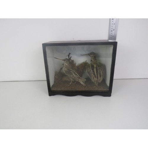 160 - TWO TAXIDERMY BIRDS IN DISPLAY BOX