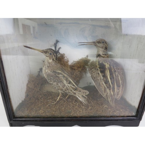 160 - TWO TAXIDERMY BIRDS IN DISPLAY BOX