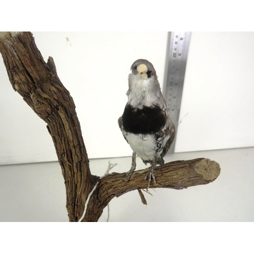 220 - TAXIDERMY FINCH ON TREE