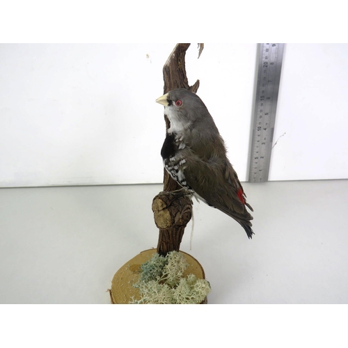 220 - TAXIDERMY FINCH ON TREE