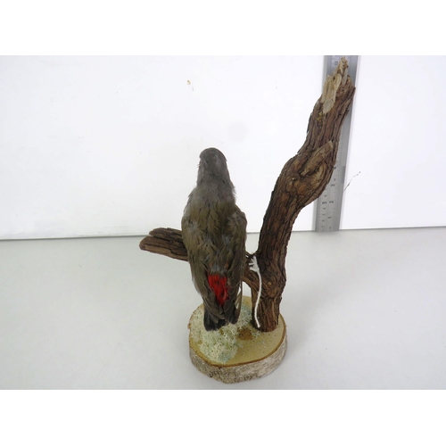 220 - TAXIDERMY FINCH ON TREE