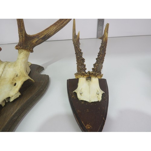 166 - THREE TAXIDERMY SKULL & HORN WALL MOUNTING PLAQUES