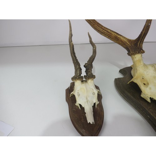 166 - THREE TAXIDERMY SKULL & HORN WALL MOUNTING PLAQUES