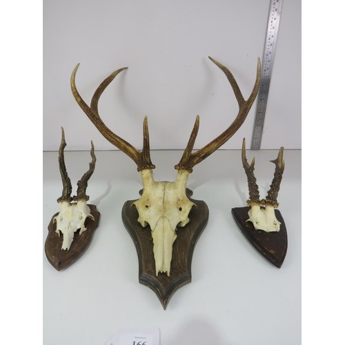 166 - THREE TAXIDERMY SKULL & HORN WALL MOUNTING PLAQUES