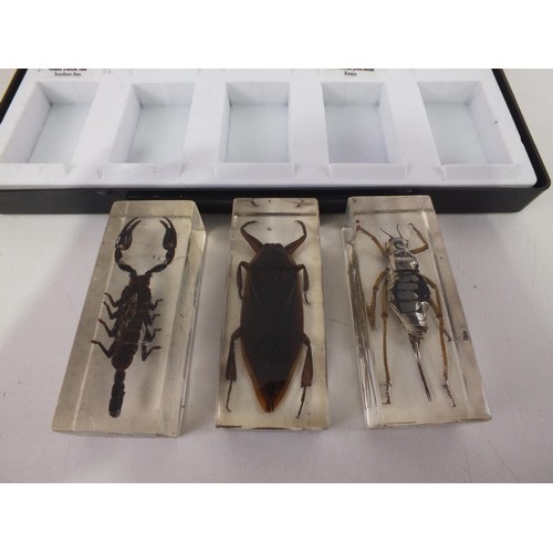 195 - Collection of resin taxidermy insects.