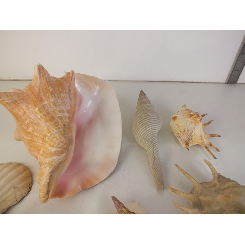 133 - Box of various sea shells