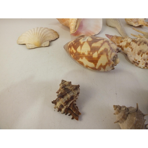 133 - Box of various sea shells