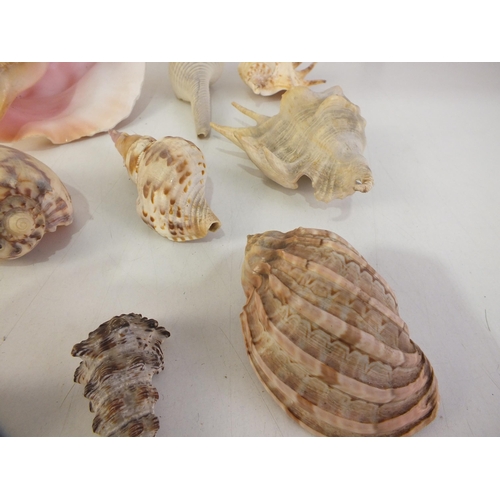 133 - Box of various sea shells