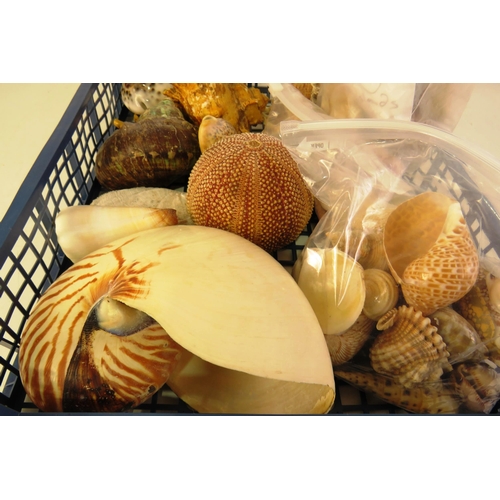 111 - Assortment of sea shells