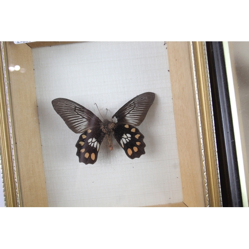 584 - Butterfly & Butterfly Wing Taxidermy Collectables Etc x 6