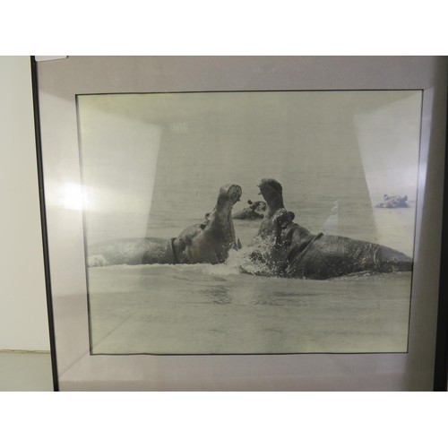 11 - Four framed black and white pictures of African Wildlife