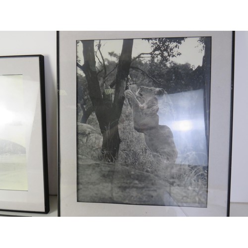 11 - Four framed black and white pictures of African Wildlife