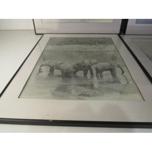 11 - Four framed black and white pictures of African Wildlife