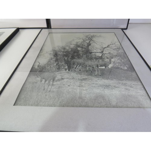 11 - Four framed black and white pictures of African Wildlife