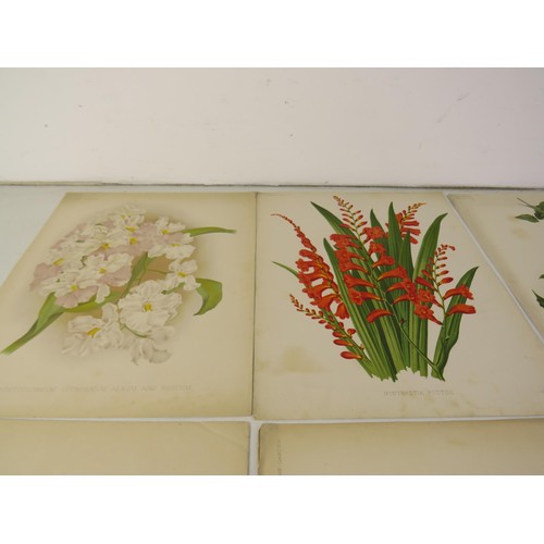 19 - Ten botanical illustration vintage chromolithograph prints from the weekly magazine 'the garden' 187... 